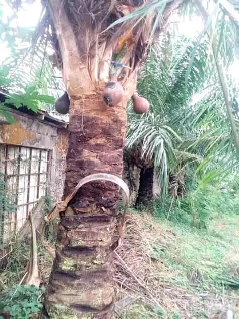 go dɛŋa go dɛŋa